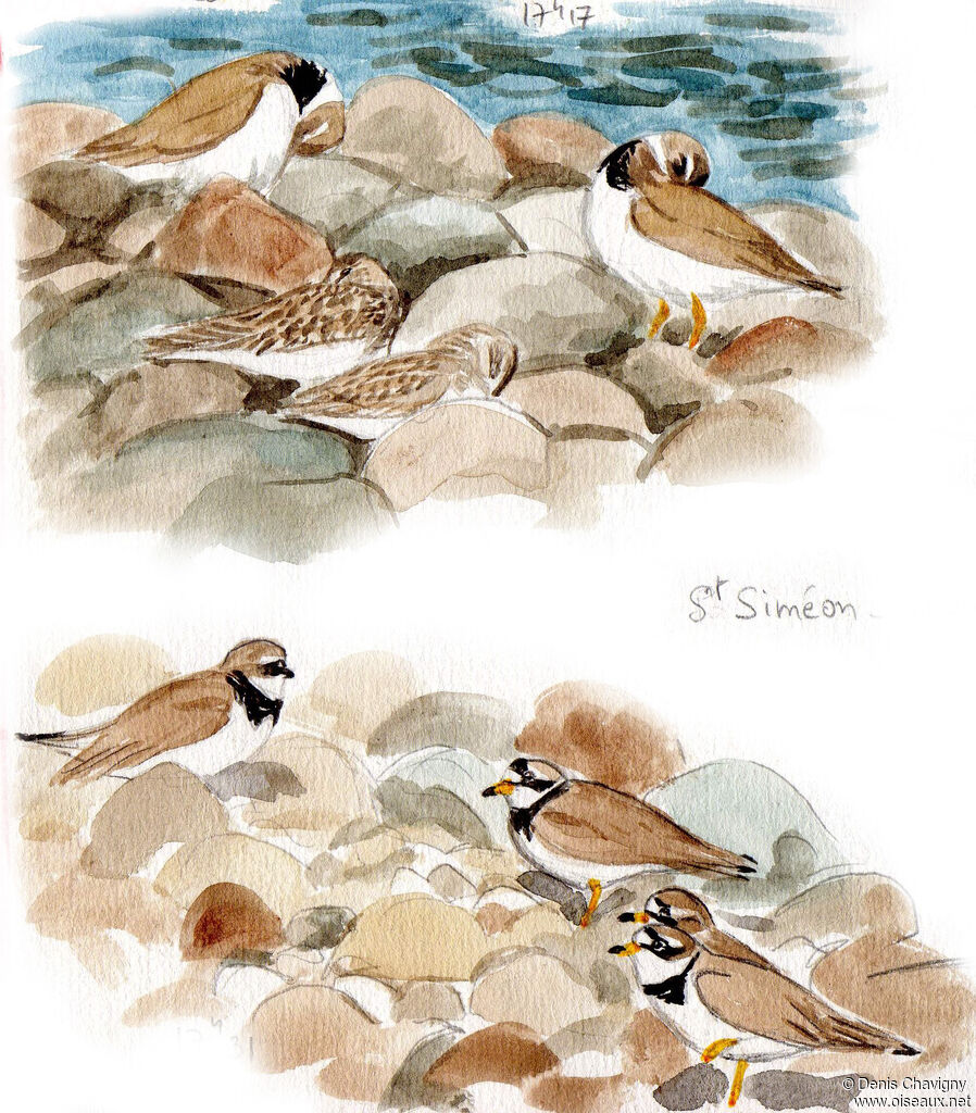 Semipalmated Plover, habitat, care