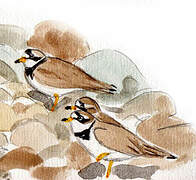 Semipalmated Plover