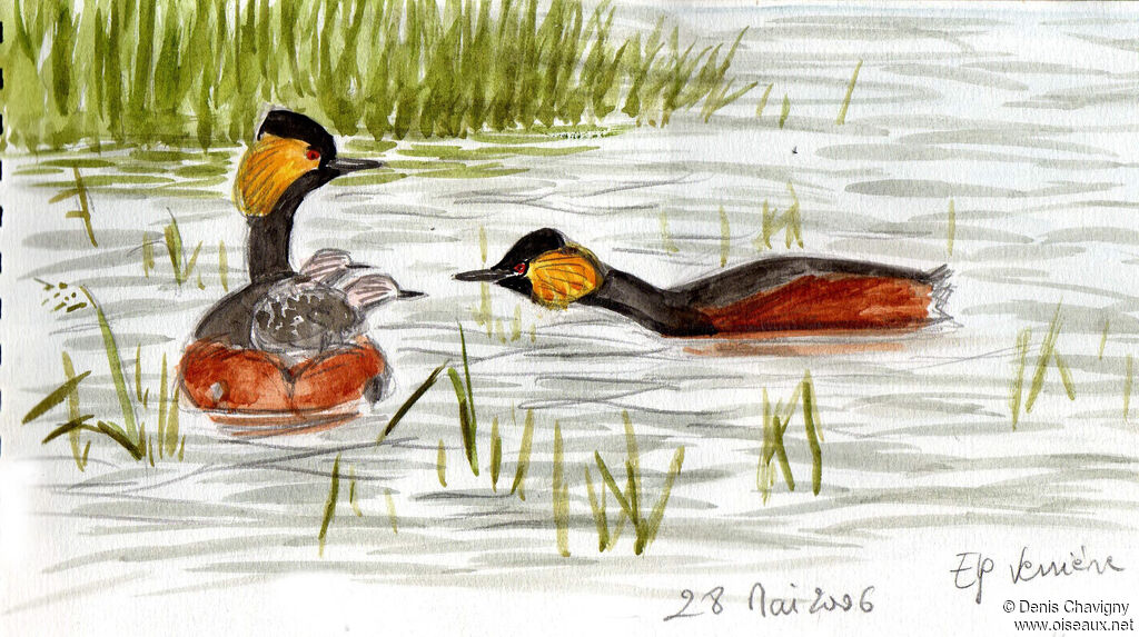 Black-necked Grebe, habitat, Reproduction-nesting