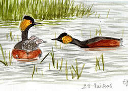 Black-necked Grebe