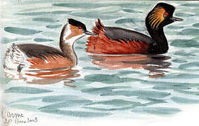 Black-necked Grebe