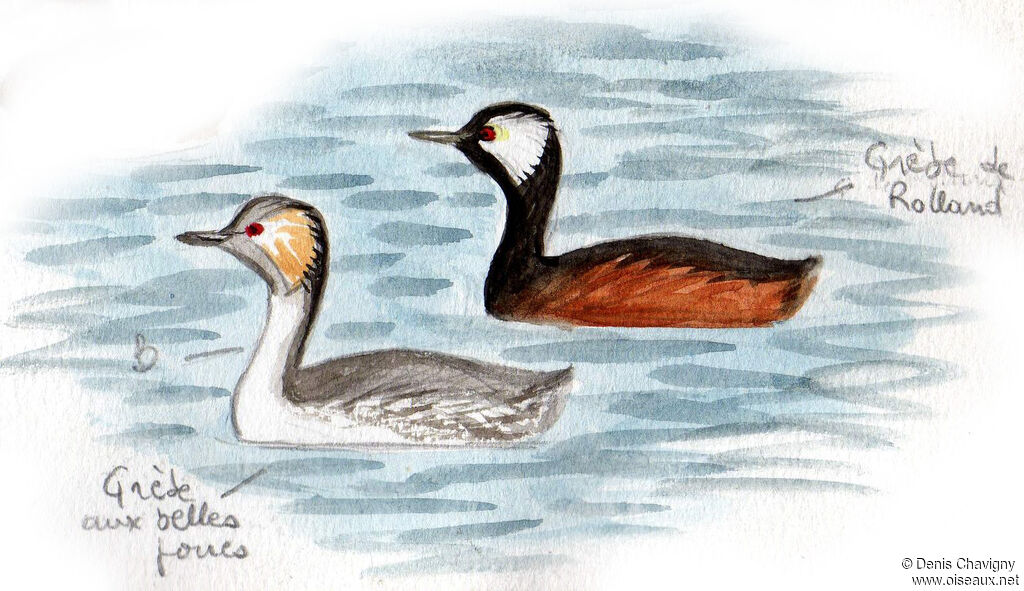 Silvery Grebe, habitat