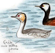 Silvery Grebe