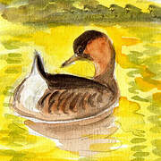 Little Grebe