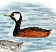 White-tufted Grebe