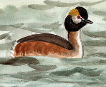 Horned Grebe