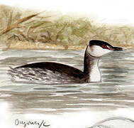 Horned Grebe