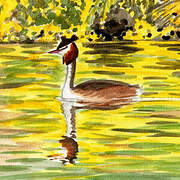 Great Crested Grebe