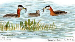 Red-necked Grebe