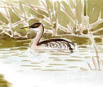 Red-necked Grebe