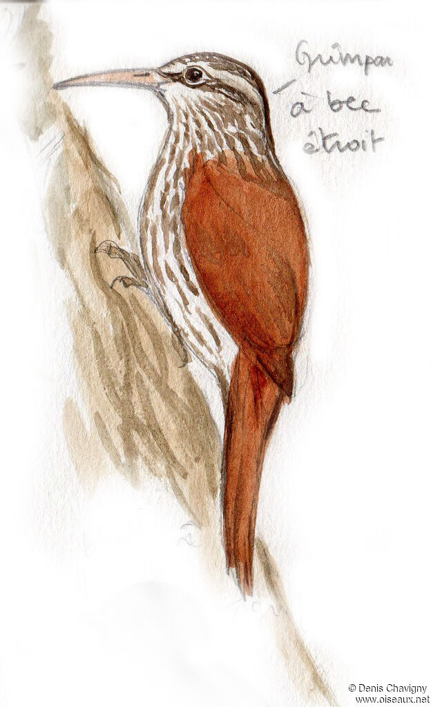 Narrow-billed Woodcreeper, habitat