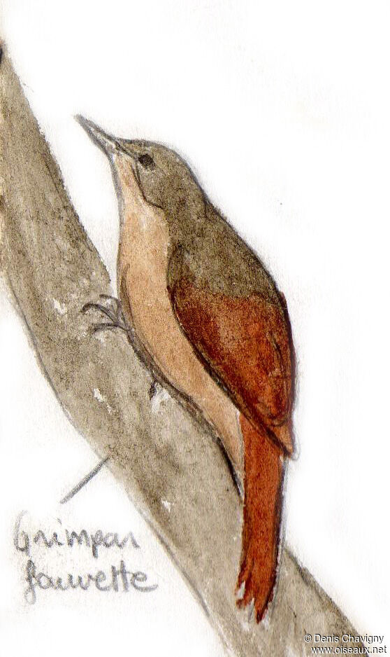 Olivaceous Woodcreeper