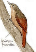 Olivaceous Woodcreeper