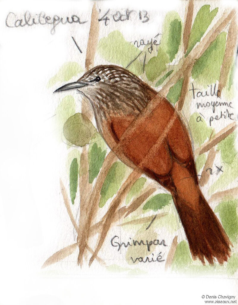 Black-banded Woodcreeper, habitat