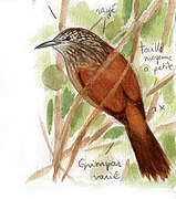 Black-banded Woodcreeper