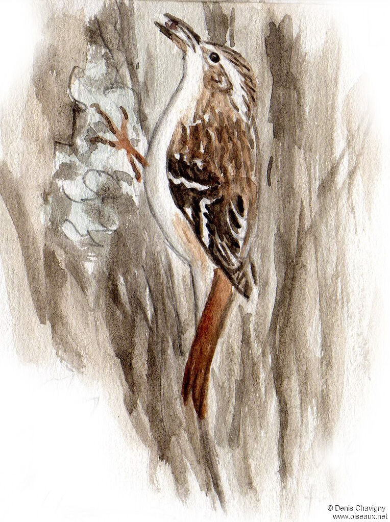 Brown Creeper, habitat, eats