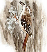 Brown Creeper