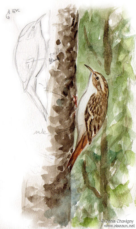 Eurasian Treecreeper, habitat