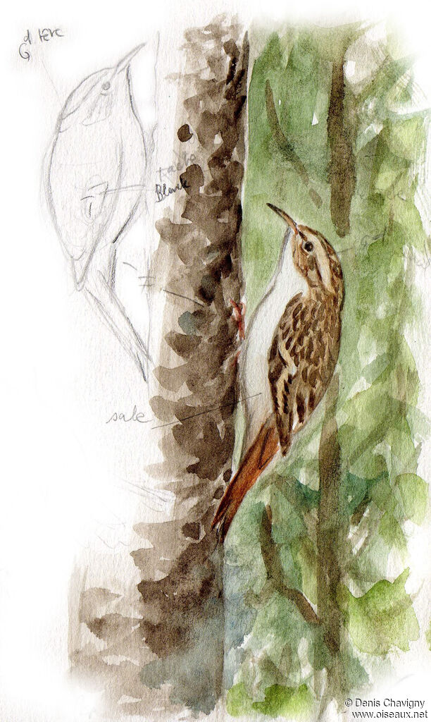 Eurasian Treecreeper, habitat