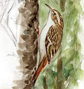 Eurasian Treecreeper