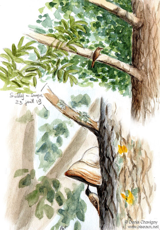 Short-toed Treecreeper, habitat