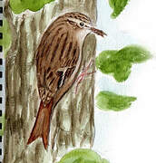 Short-toed Treecreeper