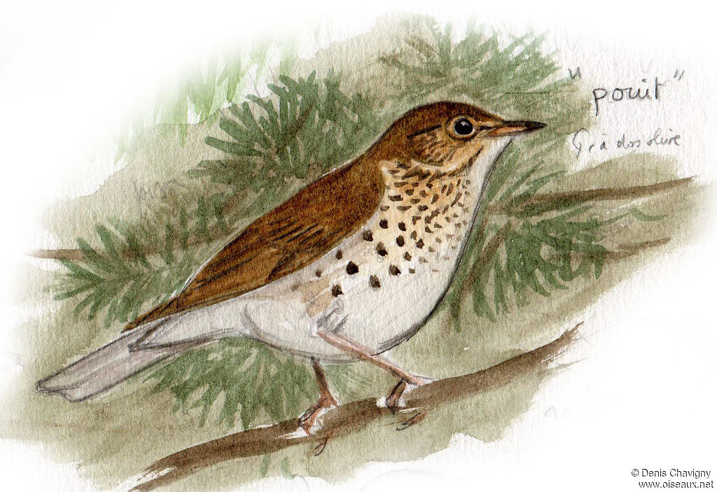 Swainson's Thrush, habitat