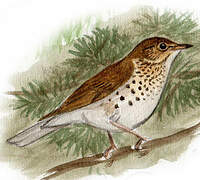 Swainson's Thrush