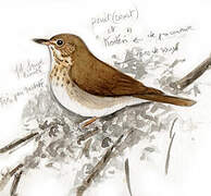 Swainson's Thrush