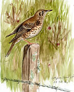 Mistle Thrush