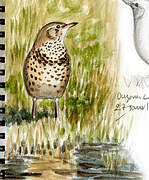 Mistle Thrush