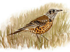 Mistle Thrush