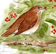 Veery