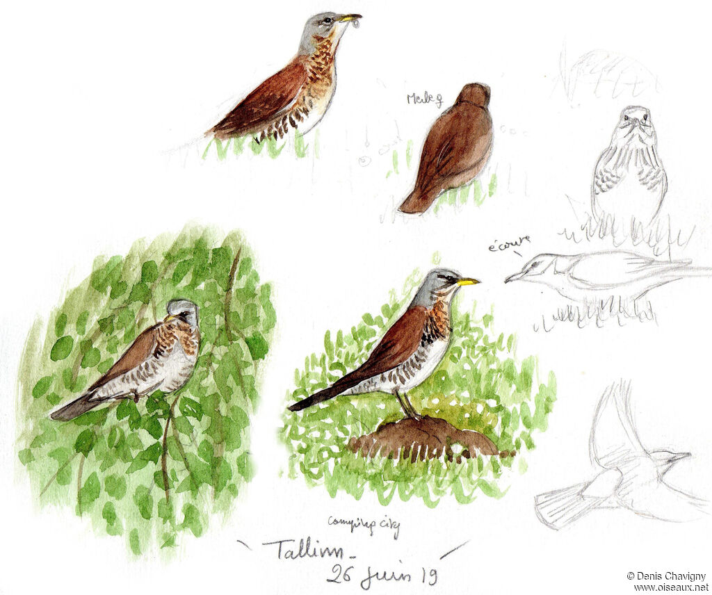 Fieldfare, habitat