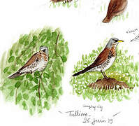 Fieldfare