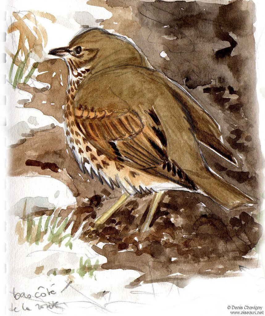 Song Thrush, habitat