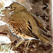 Song Thrush