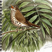 Song Thrush