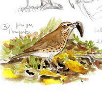 Song Thrush