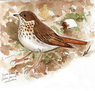 Hermit Thrush