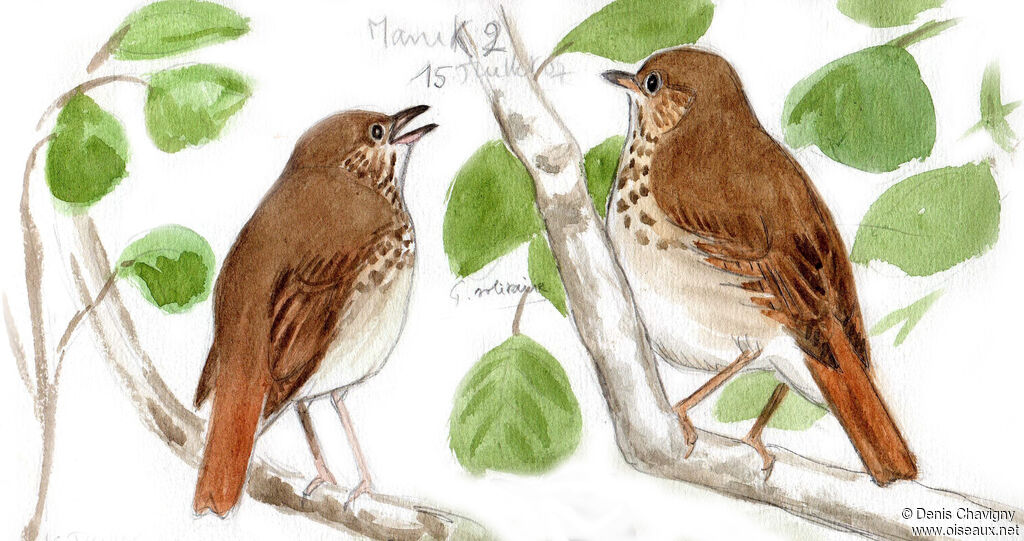 Hermit Thrush male adult breeding, identification, song