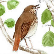 Hermit Thrush