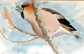 Hawfinch