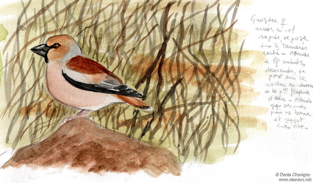 Hawfinch female adult, habitat