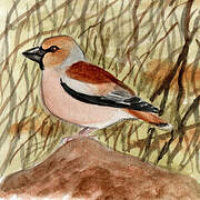 Hawfinch