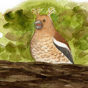 Hawfinch