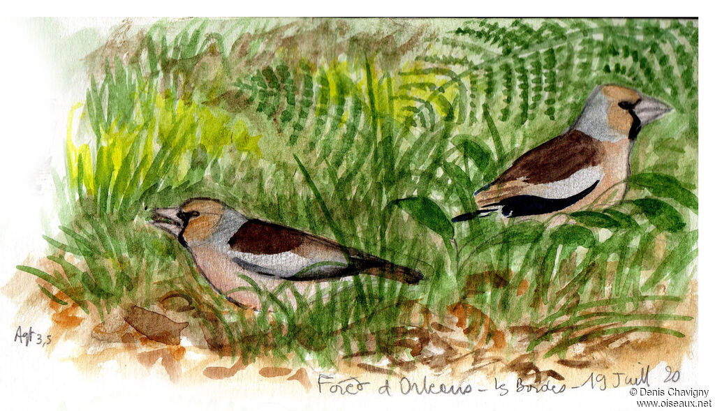 Hawfinch, habitat, eats