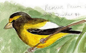 Evening Grosbeak