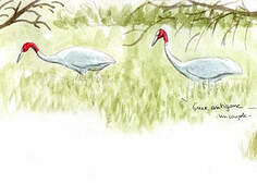 Sarus Crane