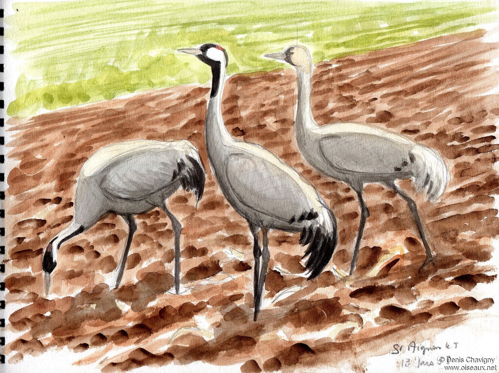 Common Crane, habitat, eats